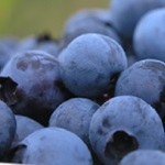 فواید فراوان بلوبری در پیشگیری از سندرم متابولیک