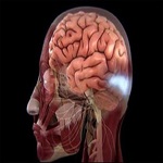 آیا مکمل های ویتامین های B خطر بروز سکته را کاهش می دهند؟