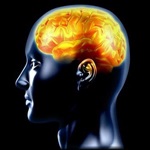 کلسترول "خوب" برای سلامت مغز مفید است