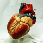 دریافت زیاد فیبر و کاهش خطر ابتلا  بیماری قلبی