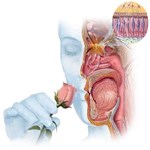 ارتباط بین رژیم های غذایی نادرست و کاهش بویایی