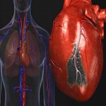 برای محافظت از مغز، قلب خود را تمرین دهید