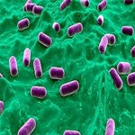 باکتری های روده ای موجب چاقی می شوند