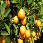 نقش مهم مرکبات در پیشگیری از کیست های کلیوی