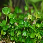 گیاهان هم می توانند منابع خوبی برای اُمگا 3 باشند