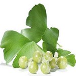 آیا مکمل گیاهی جینگوبیلوبا  بر عملکرد شناختی اثر دارد؟