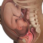  نمایه توده بدنی (BMI) پیش از بارداری مادران بر طول عمر نوزادان اثر می گذارد.