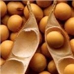 غذاهای حاوی سویا و سرطان روده