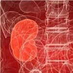 چاقی و توقف فرآیندهای حیاتی کلیه