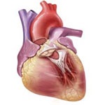 چرا سن مبتلایان به بیماری‌های قلبی عروقی کاهش یافته است؟
