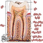 آناتومی دندان