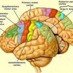جراحی مغز و اعصاب