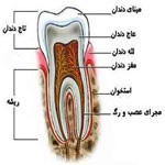 دندان